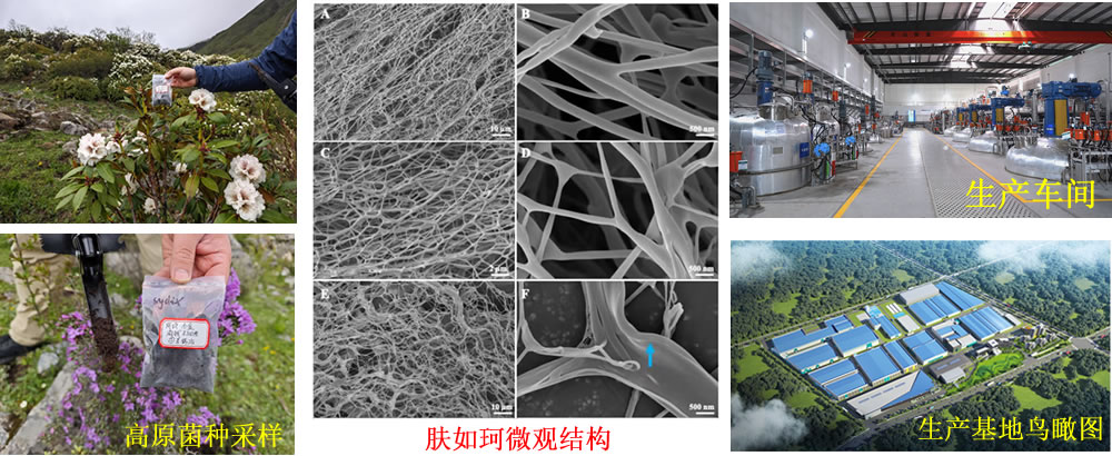 肤如珂H500产品图